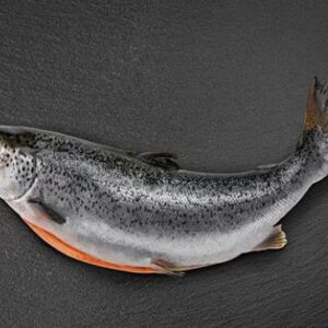 ماهی سالمون تازه پرورشی