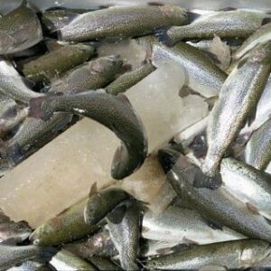 ماهی قزل آلا منجمد