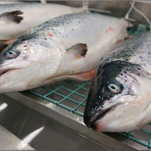 ماهی قزل آلا تازه